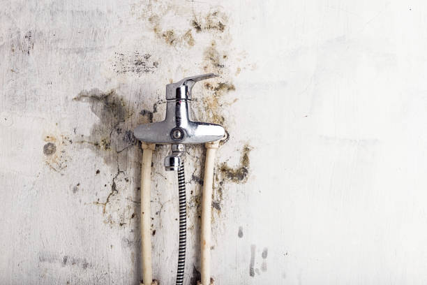 Best Basement Mold Remediation in China Spring, TX