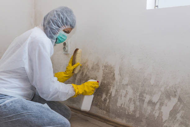China Spring, TX Mold Remediation Company