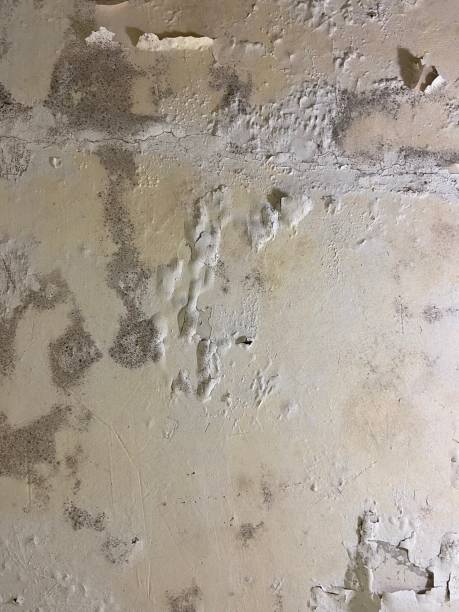 Best Basement Mold Remediation in China Spring, TX