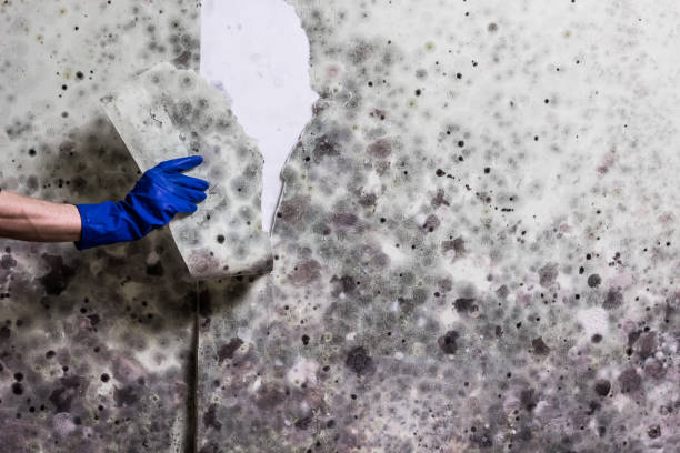 Best Commercial Mold Remediation in China Spring, TX