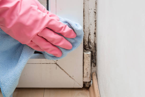 Best Residential Mold Remediation in China Spring, TX