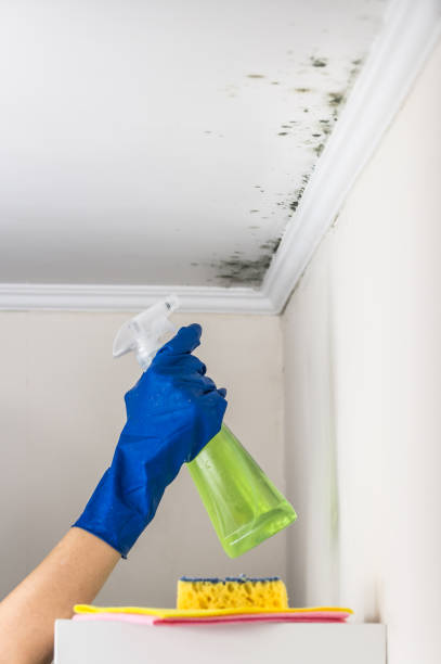 Best Attic Mold Remediation in China Spring, TX